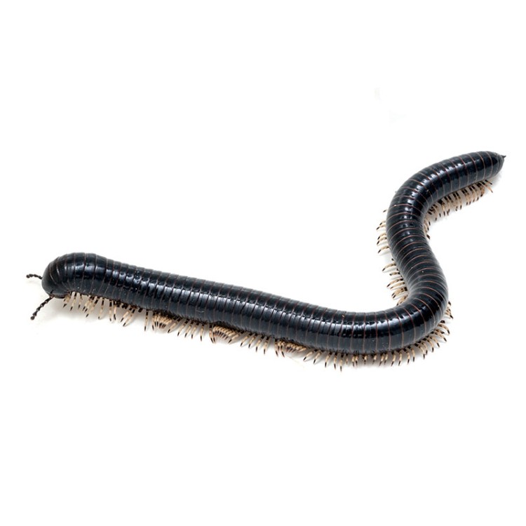 Miriapod negru Thyropygus sp. - imagine 3